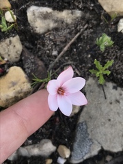 Geissorhiza ovata