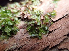 Hymenophyllum minimum