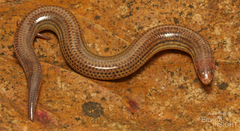 Bayon's Skink photo 2