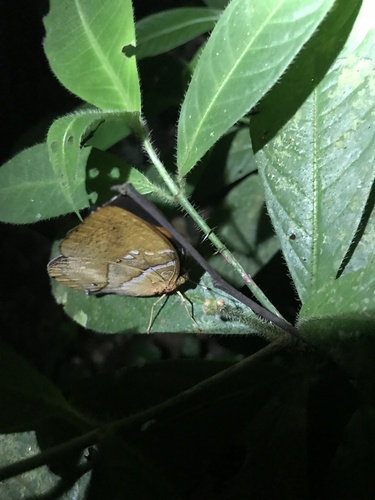 African leaf butterfly
