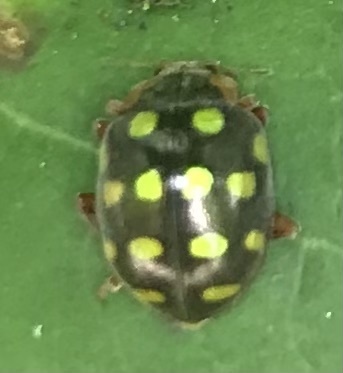 Afissa marginicollis