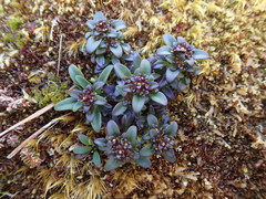 Gentianella concinna