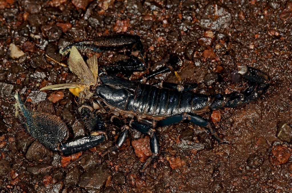 Southern Black Scorpions