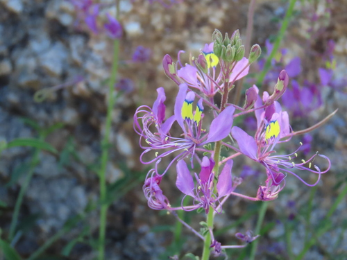 Image of Cleome elegantissima by no rights reserved