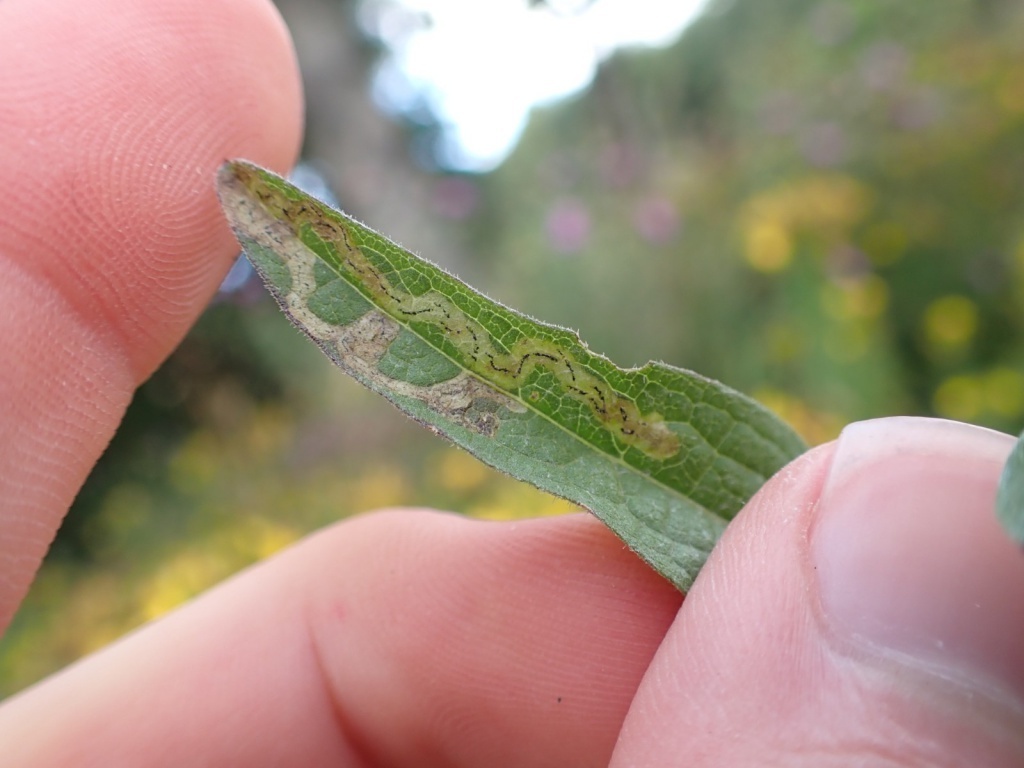 Liriomyza centaureae