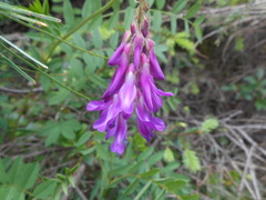 Hedysarum hedysaroides