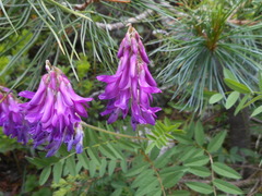 Hedysarum hedysaroides