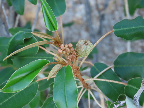 Image of Croton gratissimus by no rights reserved