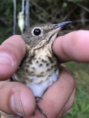 Catharus ustulatus incanus