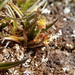 Astelia linearis linearis - Photo (c) Jane Gosden, some rights reserved (CC BY-NC-SA), uploaded by Jane Gosden