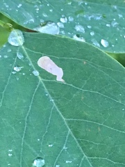 Chrysaster ostensackenella