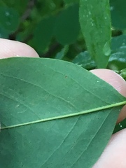 Chrysaster ostensackenella