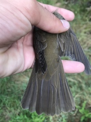 Catharus ustulatus incanus