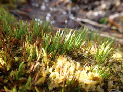 Oreobolus pectinatus