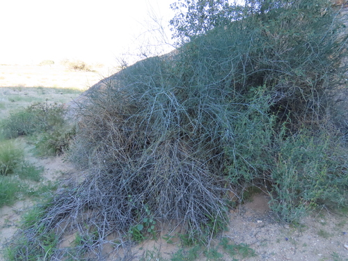 Image of Cadaba aphylla by no rights reserved
