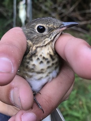 Catharus ustulatus incanus