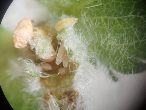 Macrolabis incolens