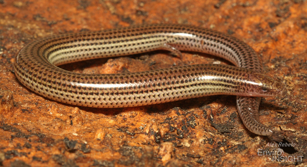 Bayon's Skink