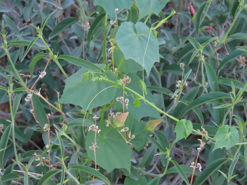 Momordica humilis (Momordica humilis)
