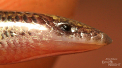 Bayon's Skink photo 3