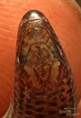Bayon's Skink photo 5