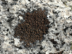 Rhizocarpon bolanderi