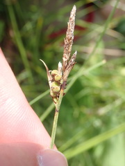 Carex tomentosa