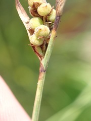 Carex tomentosa