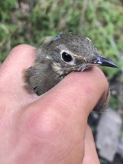 Catharus ustulatus incanus