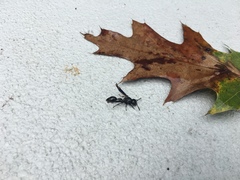 Zethus spinipes spinipes