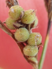Carex tomentosa