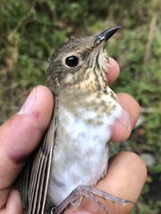 Catharus ustulatus incanus