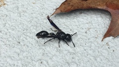 Zethus spinipes spinipes