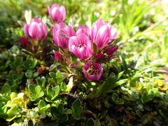 Gentianella concinna
