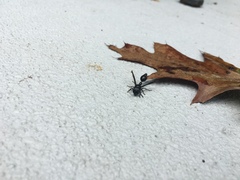 Zethus spinipes spinipes