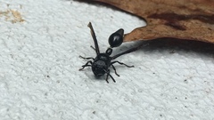 Zethus spinipes spinipes