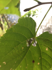 Tilia americana americana