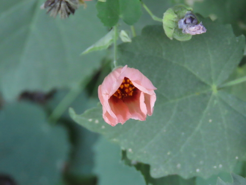 Image of Abutilon pycnodon by no rights reserved
