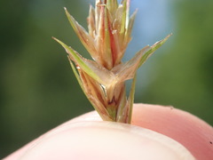 Carex muricata pairae