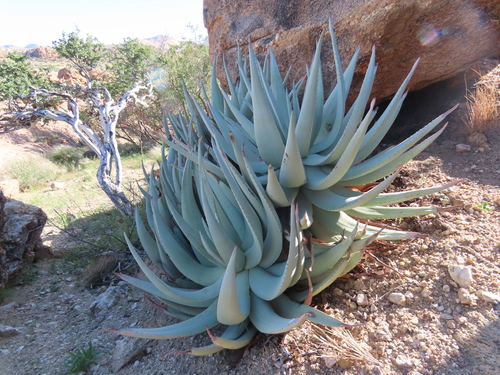 Image of Aloe namibensis by no rights reserved