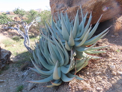 Aloe namibensis, photograph author not stated, no rights reserved