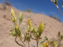 Mentzelia paradoxensis