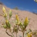 Paradox Valley Blazingstar - Photo (c) Sophia Winitsky, some rights reserved (CC BY-NC), uploaded by Sophia Winitsky