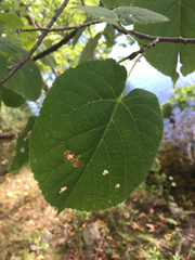 Tilia americana americana