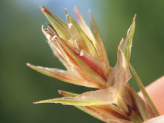 Carex muricata pairae