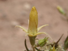 Mentzelia paradoxensis