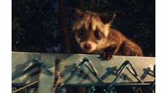 Paradoxurus musangus