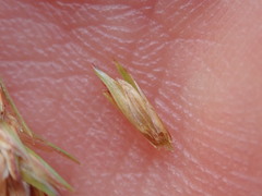 Carex muricata pairae