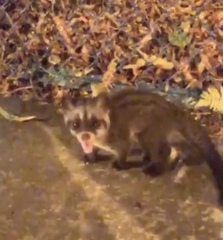 Paradoxurus musangus