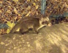 Paradoxurus musangus